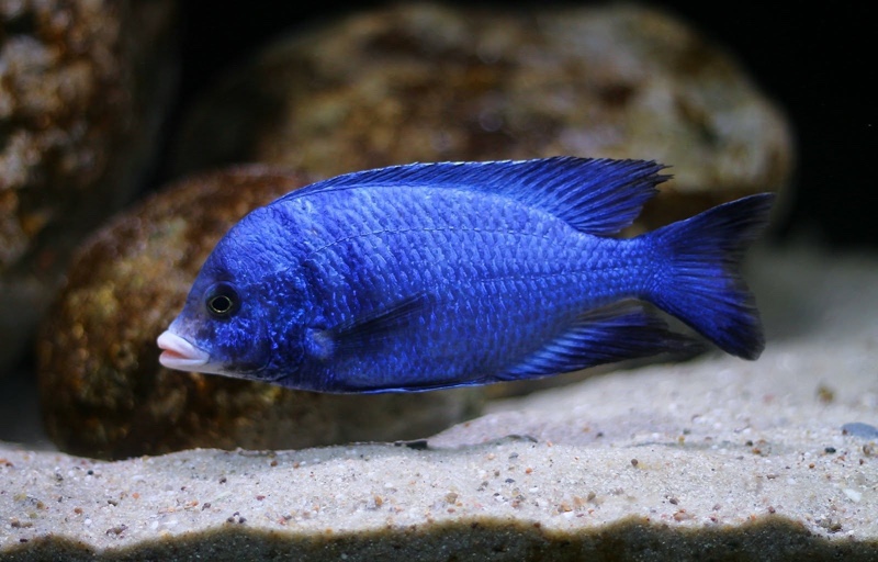 Placidochromis phenochilus 'Mdoka Reef'